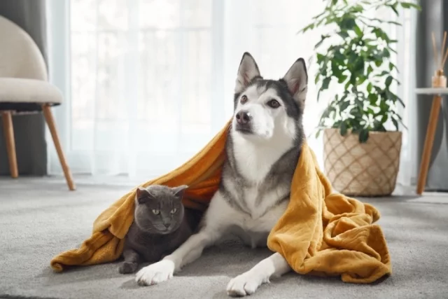 Суд защищает не животных от людей и не людей от животных, а баланс интересов жильцов, поясняет юрист. 