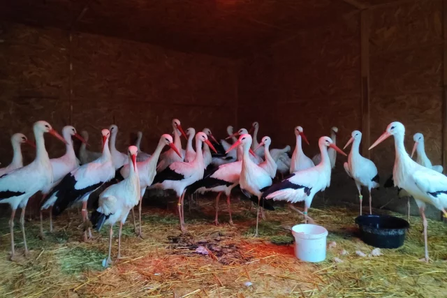 Специально для аистов топят печь