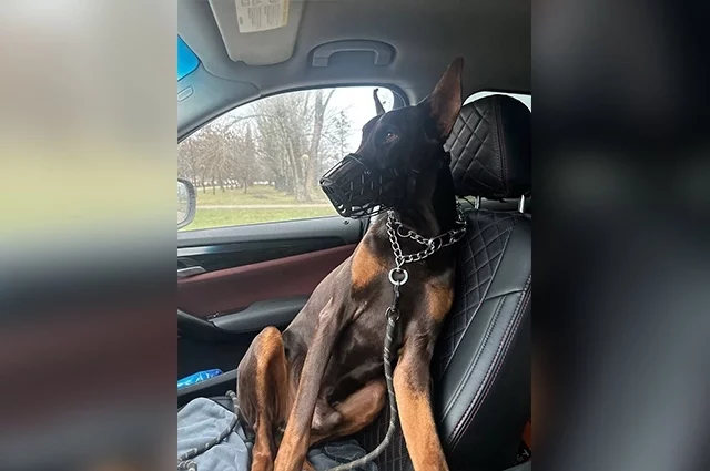 За год у Зевса четыре раза сменились хозяева, а в итоге он чуть не умер на улице.