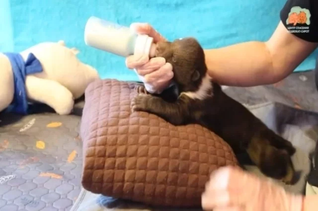 Медвежата справились с болезнями, набирают вес и начинают открывать глазки