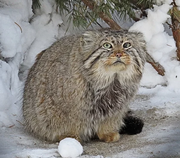 Зеленогорск совсем не боялся людей.