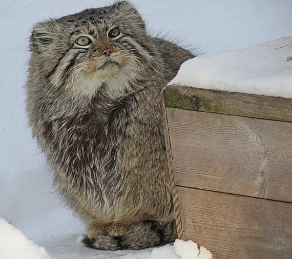 У Зеленогорска было еще одно имя, его звали Грин.