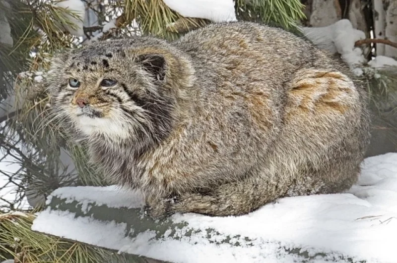 Его приятель Караганда был спасён малышом из дикой природы.