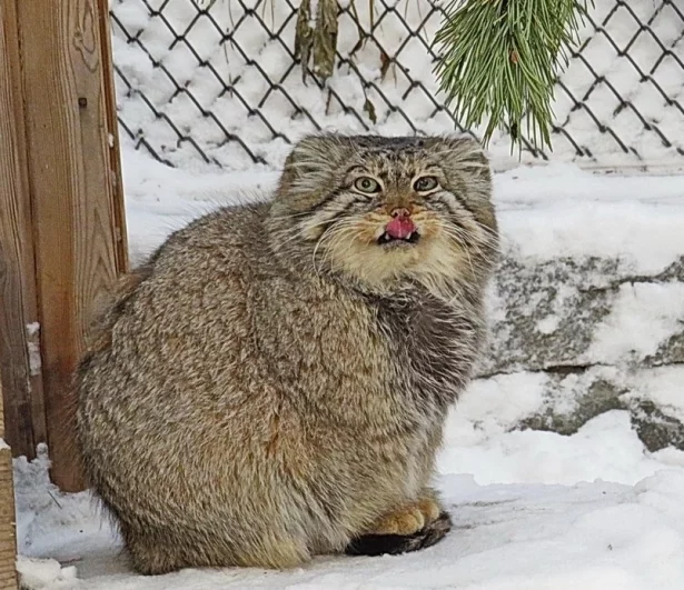 Устоять перед этой сногсшибательной милотой не мог никто.