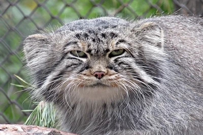 Он оставил после себя рекордное потомство.