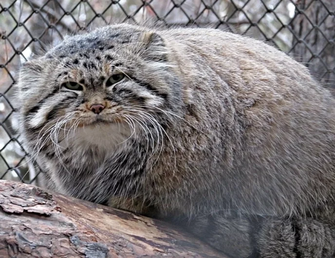 Пушистый мех — это не только красиво, но и очень практично.