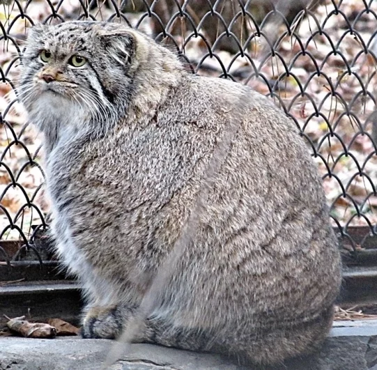 Манулы к зиме полнели и становились еще симпатичнее.