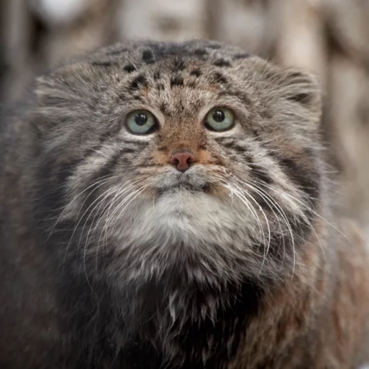 В дикой природе манулы находятся на грани вымирания.