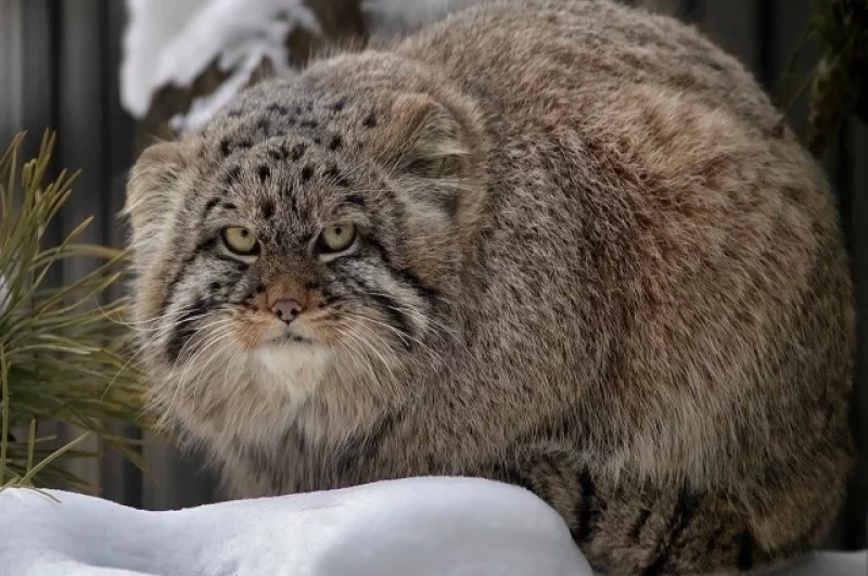 36 его манулят разъехались по всему миру и помогут сохранять свой исчезающий вид.