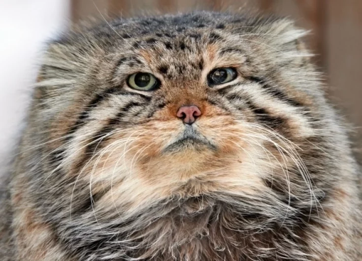 Тогда он был совсем молодым котиком.