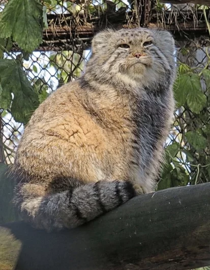 Зоопарки помогают их спасать.