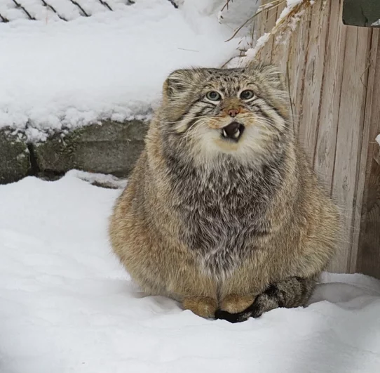 Эти эмоции покоряли сердца.