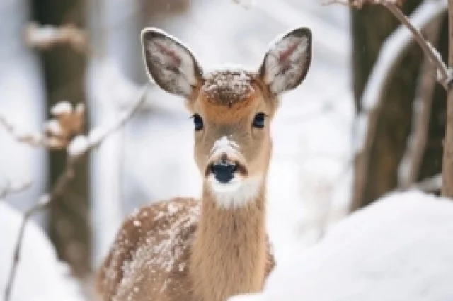 Многоснежная зима сделала косуль полностью беспомощными. Чтобы выжить, они ищут на полях остатки кукурузы и сои.