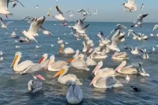 Пеликаны совершают через Дагестан свой сезонный перелёт, надолго не задерживаясь в местных краях, но иногда путешествие таит в себе опасность.