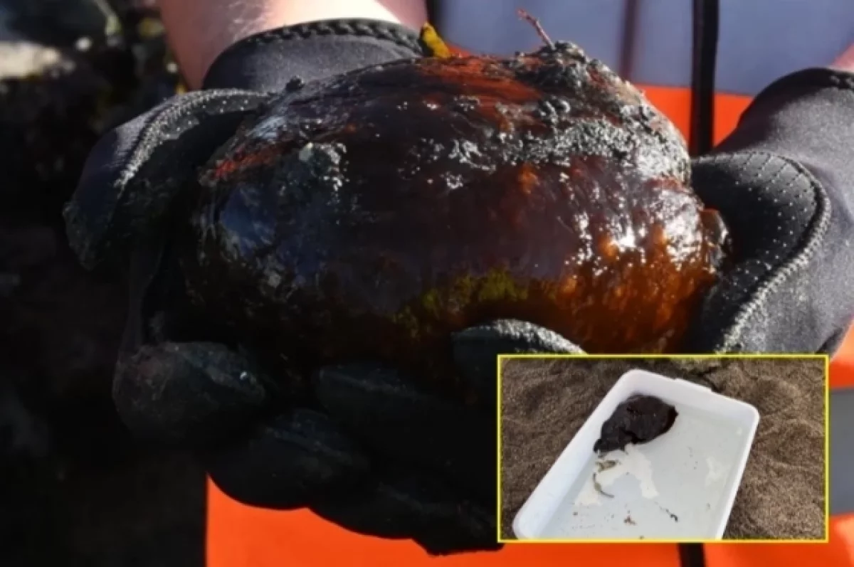 Загадочное инопланетное существо нашел 5-летний мальчик на пляже в Британии