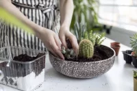 Перед активным ростом можно пересадить и проверить корни.