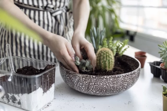 Перед активным ростом можно пересадить и проверить корни.