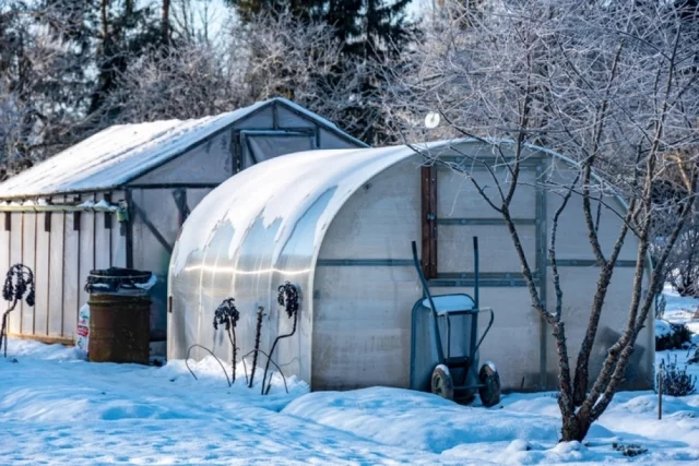 В отапливаемых теплицах уже можно начинать посевы. Это позволяет получить раннюю зелень и ускорить сбор урожая.