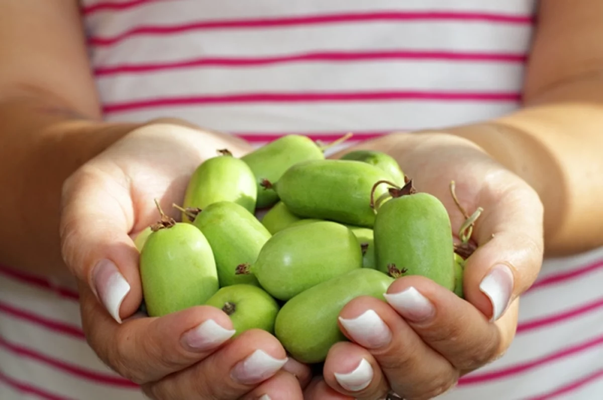 Северная сестра киви. Как вырастить зимостойкую актинидию на участке