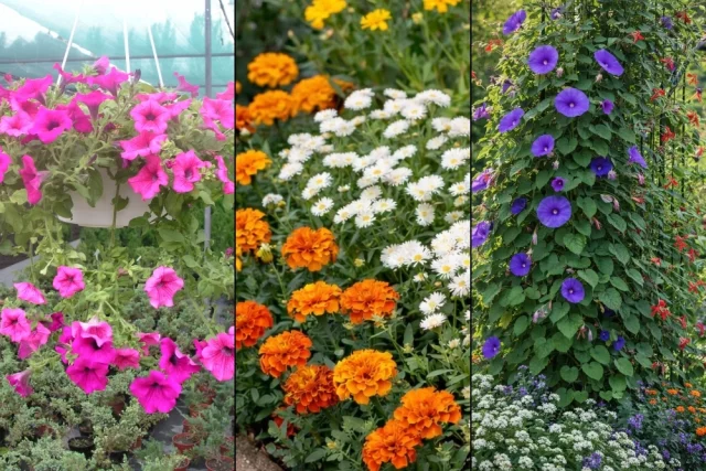 Ампельная Петуния; Бархатцы с белыми астрами создают яркий бордюр; Ипомея и другие вьющиеся однолетники создают маскирующую зелёную изгородь.