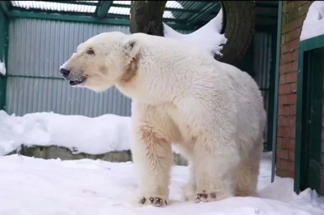 Белая медведица в вольере Московского зоопарка