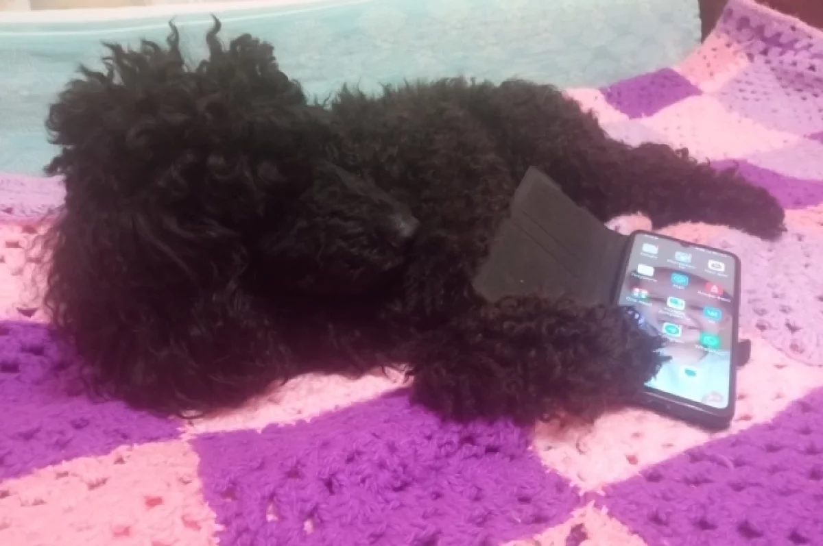 Жалобы туляков на работу Telegram обоснованы заявлением Роскомнадзора