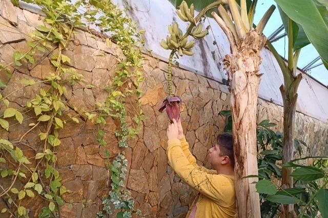 Чтобы экзотический гость из Юго-Восточной Азии чувствовал себя в Сибири как дома, нужны особые условия