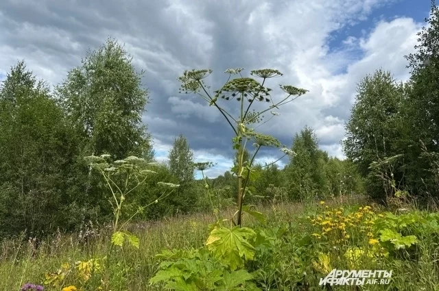 Так выглядит борщевик Сосновского