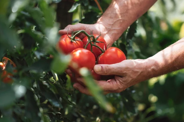 Редакция aif.ru собрала самый полный гид по лучшим сортам томатов 2026 года. 