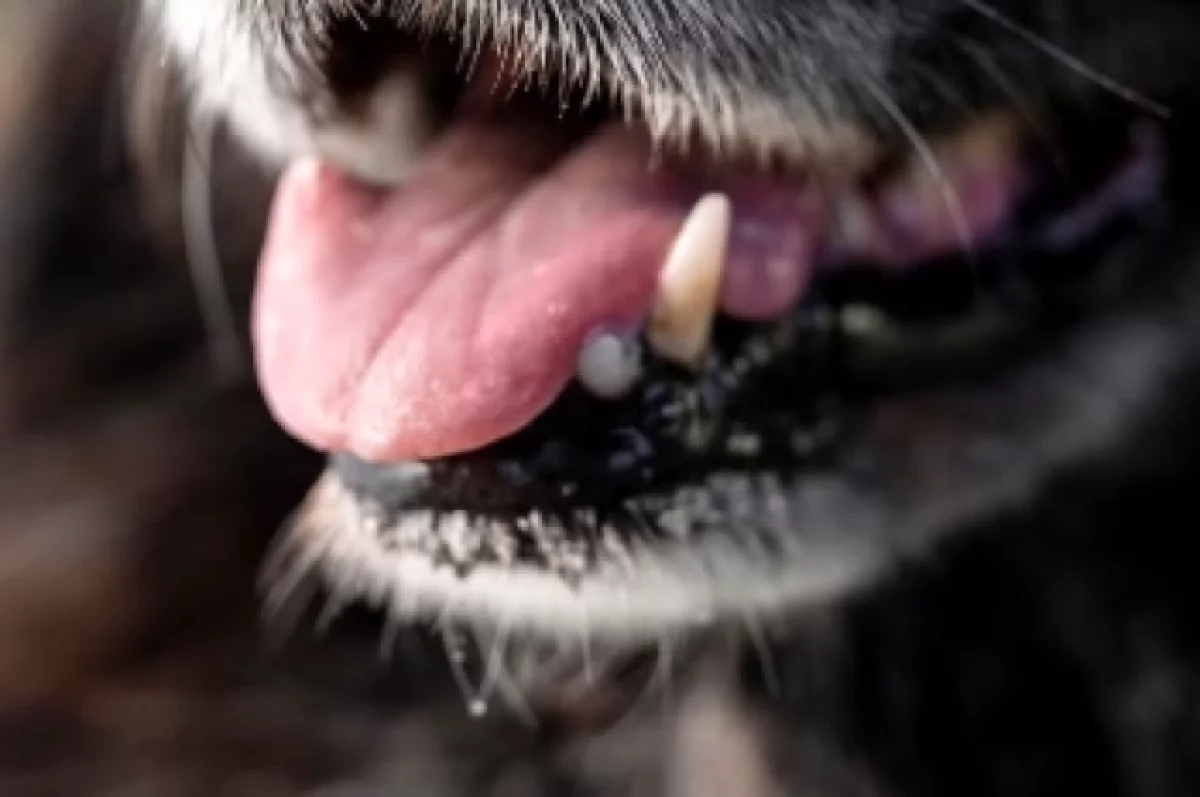 Суд взыскал компенсацию в пользу ребенка после укуса собаки