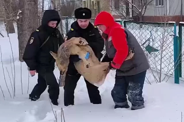 У косули остались раны после нападения собак.