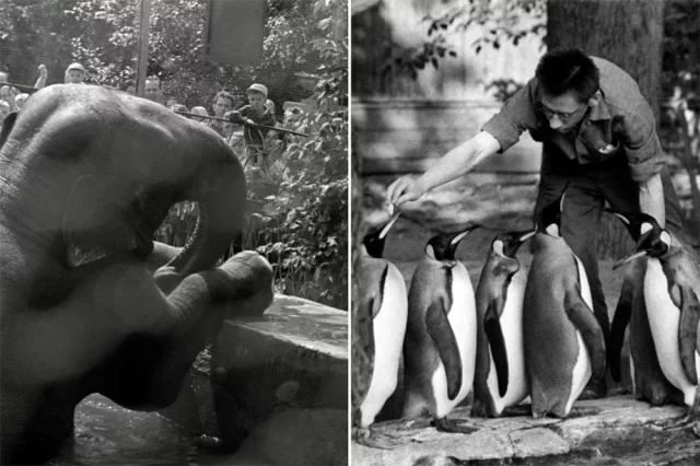 Азиатский слон в вольере Московского зоопарка (1967 г.). Сотрудник Московского зоопарка кормит королевских пингвинов (1971 г.). 