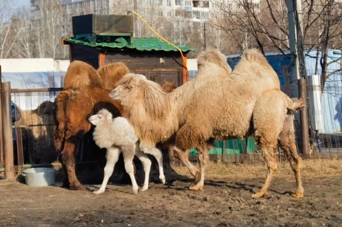 Барнаульцев предупредили о скорой линьке верблюдов