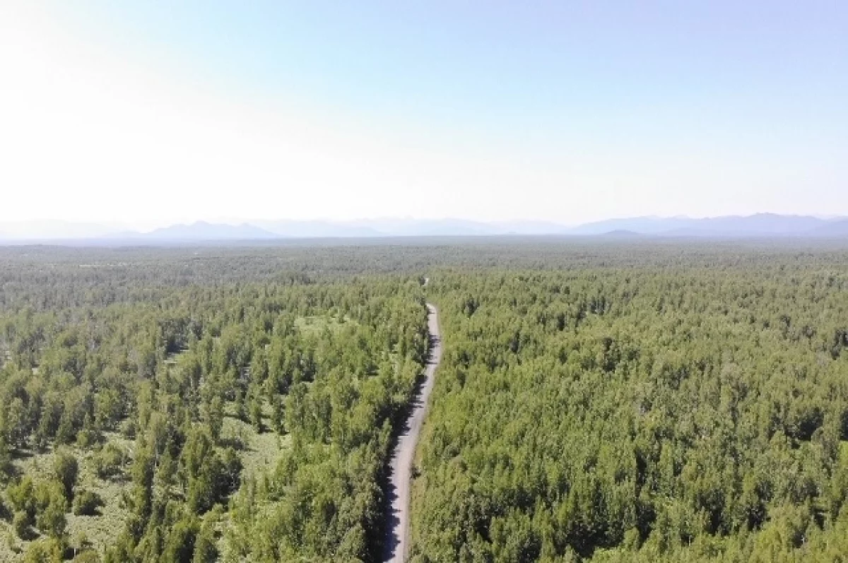 Суд обязал пересчитать леса на Камчатке, которые не проверяли 25 лет