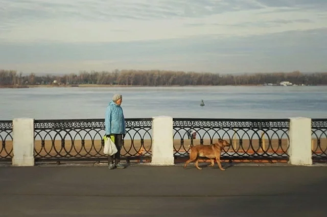 Если раньше добровольно чипировали своих питомцев только некоторые владельцы породистых животных, теперь такая обязанность будет и у хозяев дворняжек.
