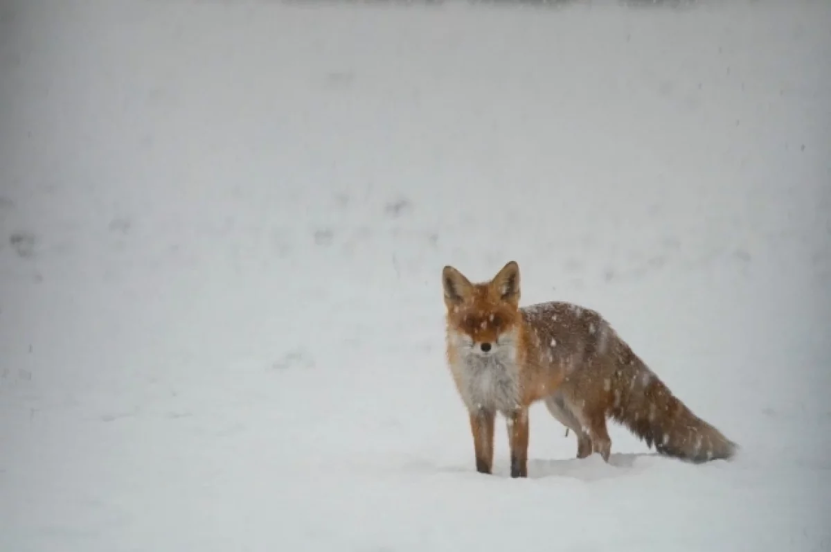 14 февраля отмечают день святого Трифона и его приметы