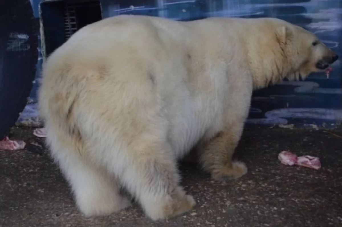 В Японии умер брат белой медведицы из Пермского зоопарка