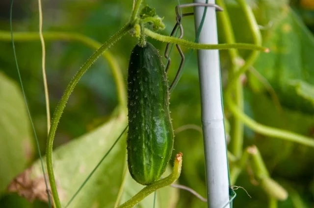 В некоторых районах России цены на огурцы превысили 500 рублей