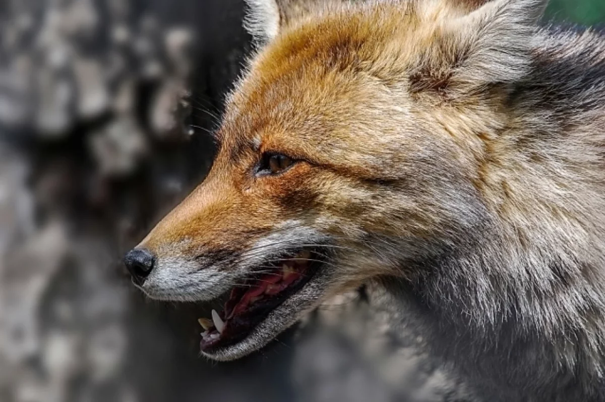 В селе Ишимского округа ввели карантин по бешенству