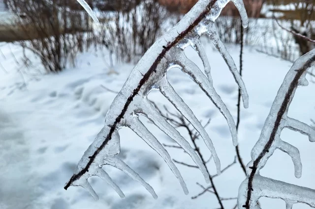 Зимнее обледенение крон деревьев и кустарников — распространенное метеорологическое явление. 