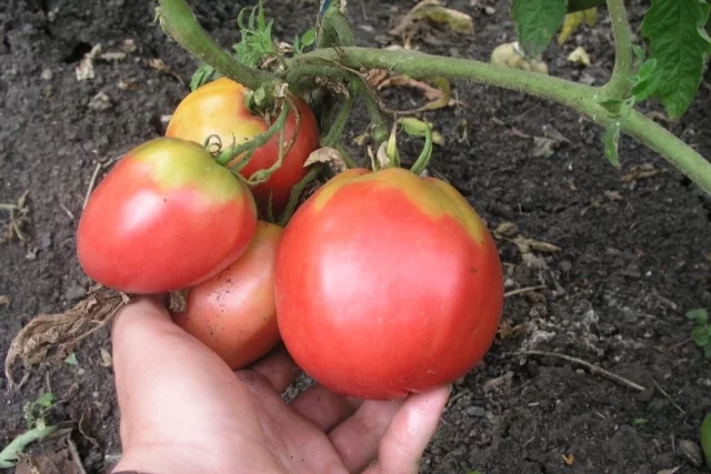 Розовый фламинго — крупноплодный салатный томат с нежной розовой кожицей и мясистой сладковатой мякотью. 