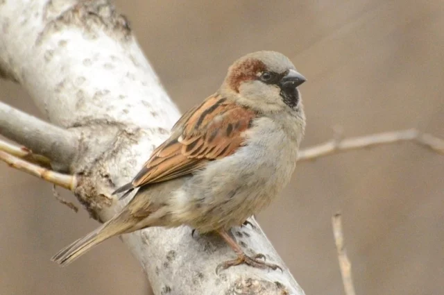 В центре и в кварталах новой застройки преобладает на гнездовании домовый воробей