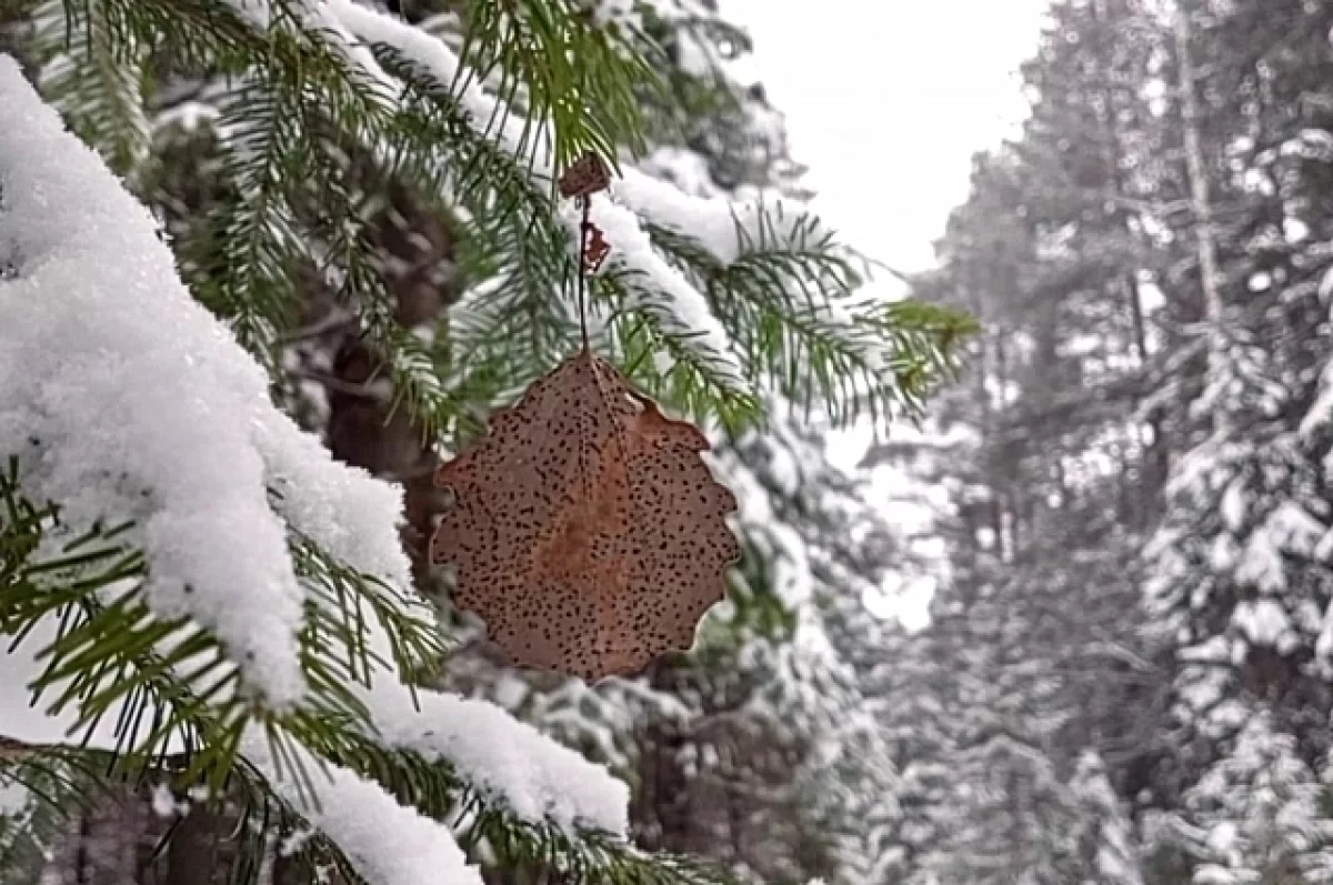 Оттепель в Алтайском крае сменится похолоданием 19 февраля