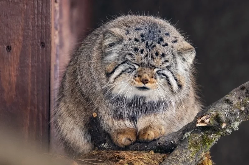 Манул Борис задремал на обеде.