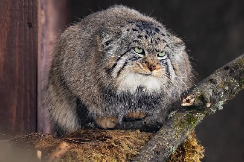 Борис Манул задумал что-то интересное.