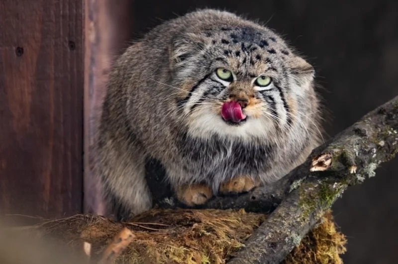 Манулу Борису активно ищут подругу.