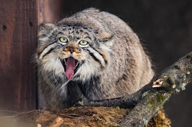 Манул Борис полон энергии и сил