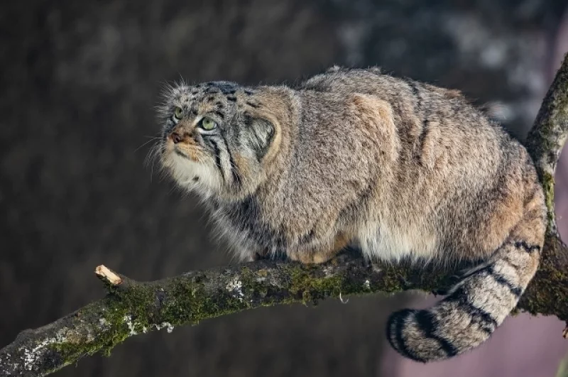 Манул Борис мечтает о весне.