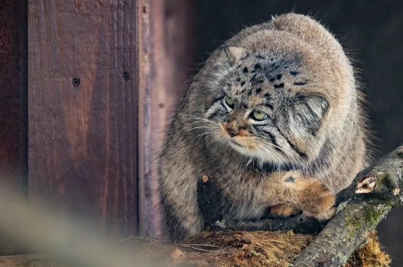 Манул Борис увидел что-то подозрительное.