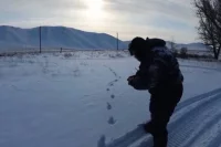 В Оренбуржье подсчитывают численность рысей, лосей, кабанов и зайцев